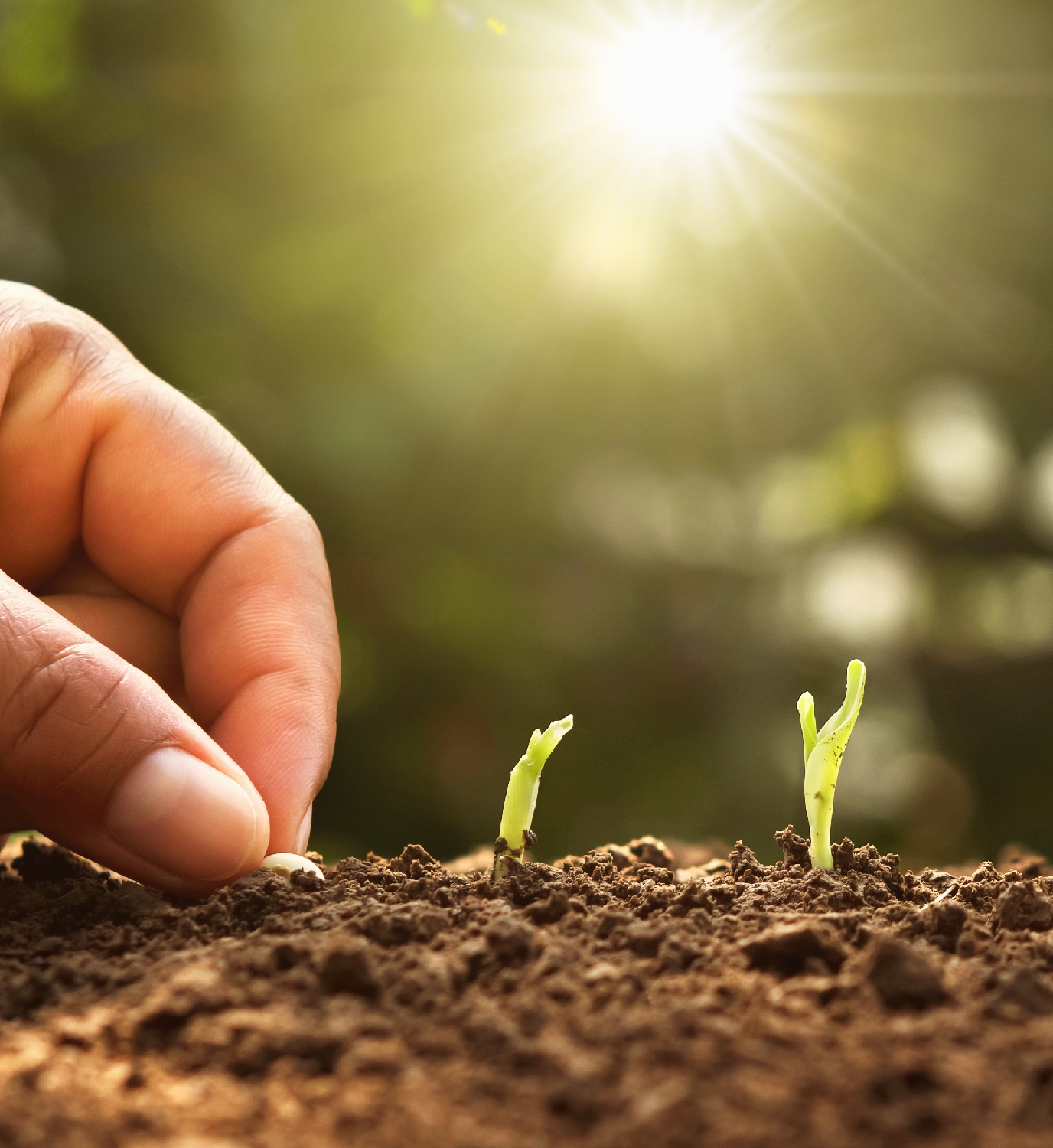 hand planting corn seed of marrow in the vegetable garden with s